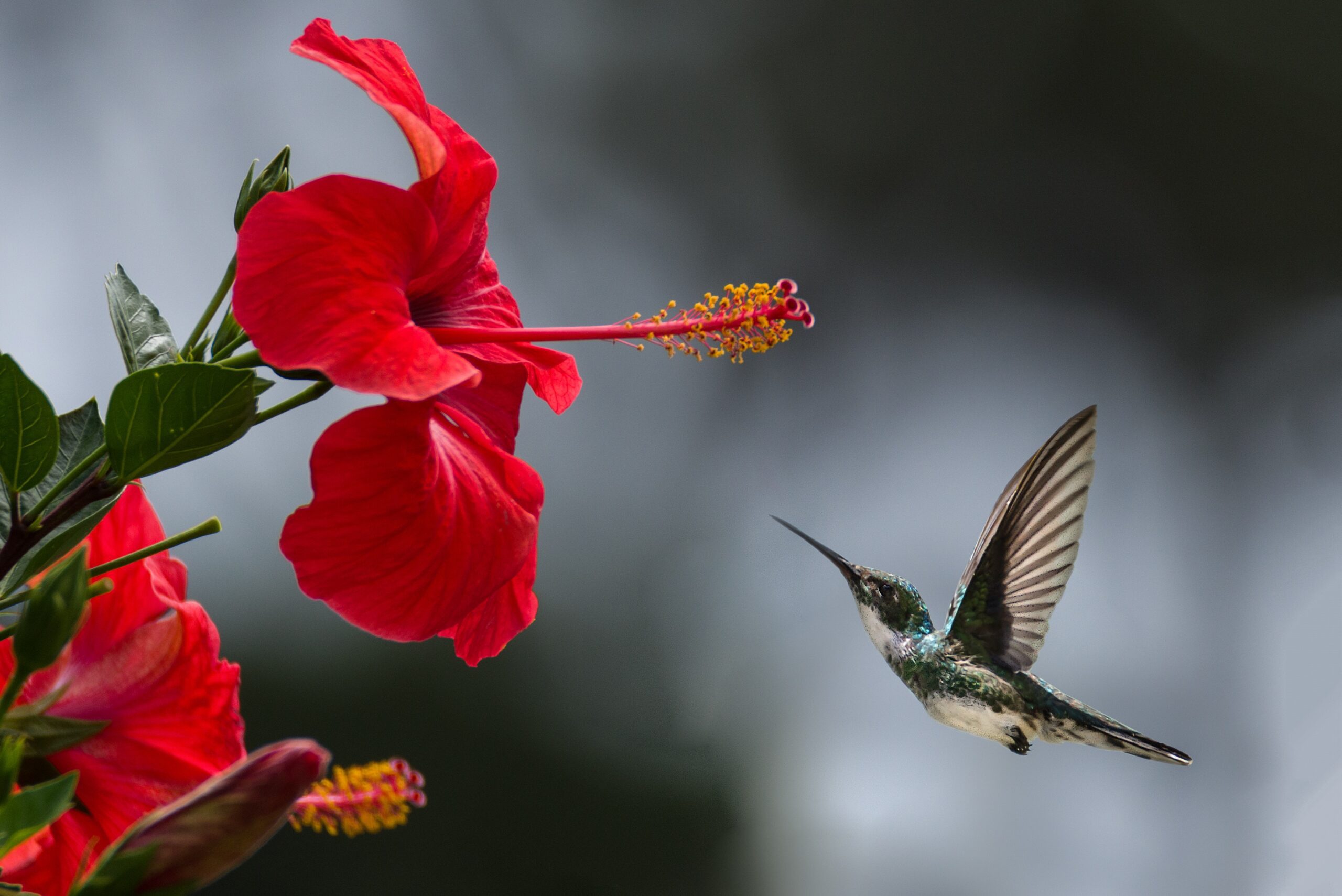 Hibiscus An Ayurvedic Hair Care Product