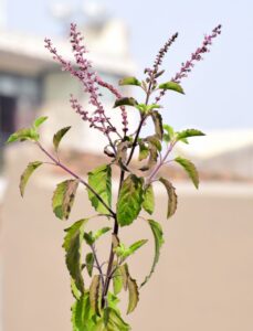 Tulsi Basil