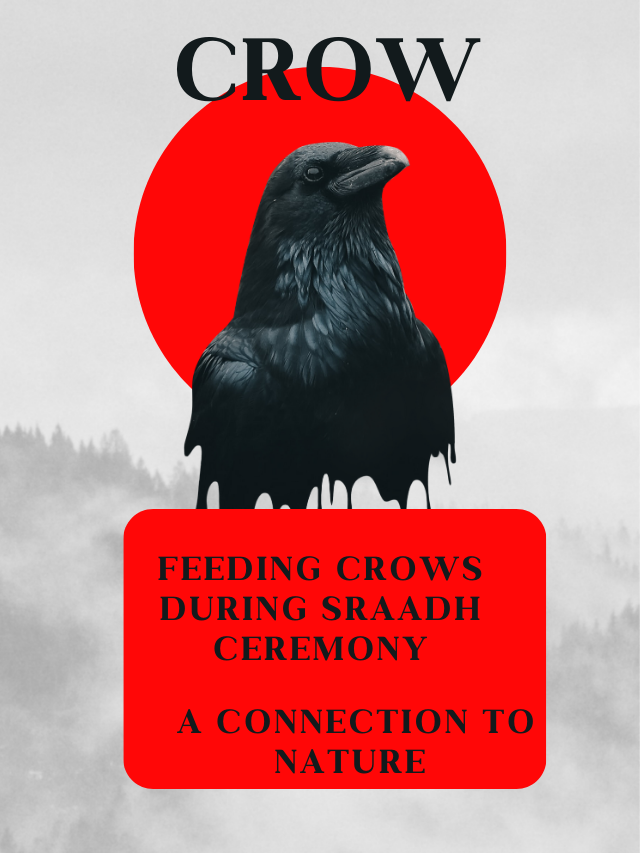 Feeding Crows During Sraadh Ceremony